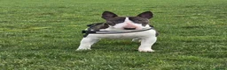 English Bull Terrier dogs for stud: "Pedigree Perfection" one of the best in the world - Advert 13