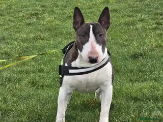 English Bull Terrier dogs TOP PEDIGREE IN UK, CRUFTS QUALIFIER, CHAMP FAMILY - Advert 3
