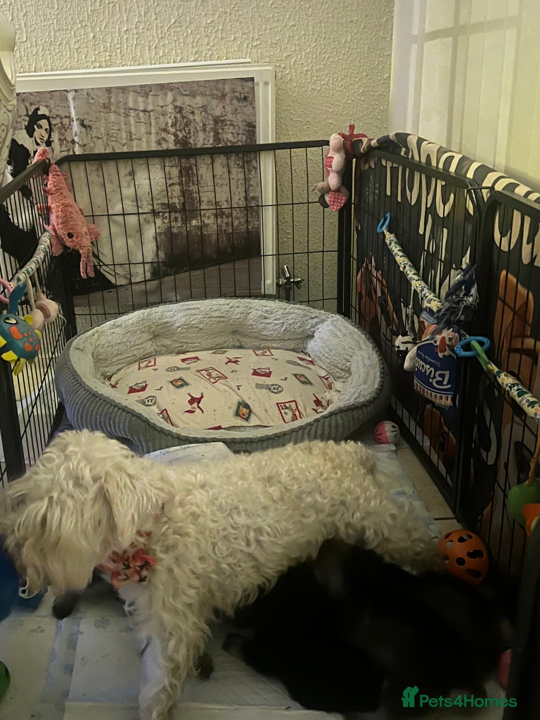 Miniature Schnauzer dogs for sale: 🤎🖤🩶Stunning Miniature Schnauzer Pups🩶🖤🤎 - Advert 5