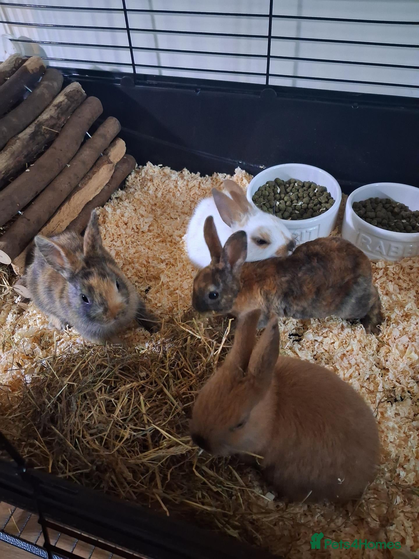 Rex rabbits Baby rabbits ready to go  - Advert 7