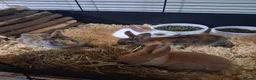 Rex rabbits for sale: Baby rabbits ready to go  in Swadlincote - Advert 1