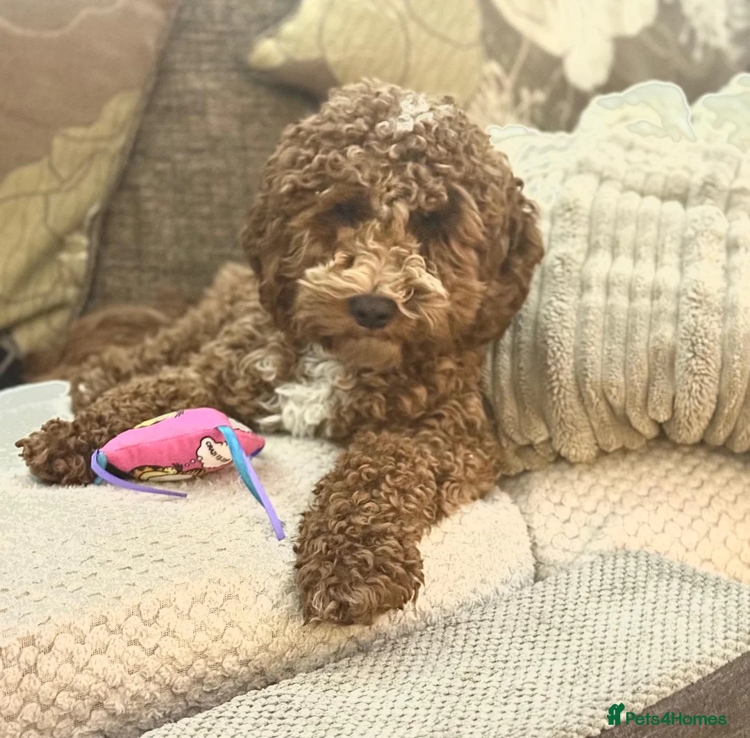 Mixed Breed dogs for sale: DUE 10/03/2026!! Beautiful poochon cross cockerpoo - Advert 7