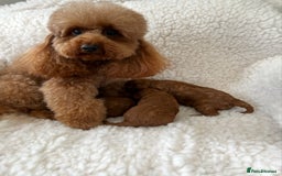 Toy Poodle dogs for sale: TINY TOY POODLE PUPPIES 5🌟LICENSED BREEDER  - Image 9
