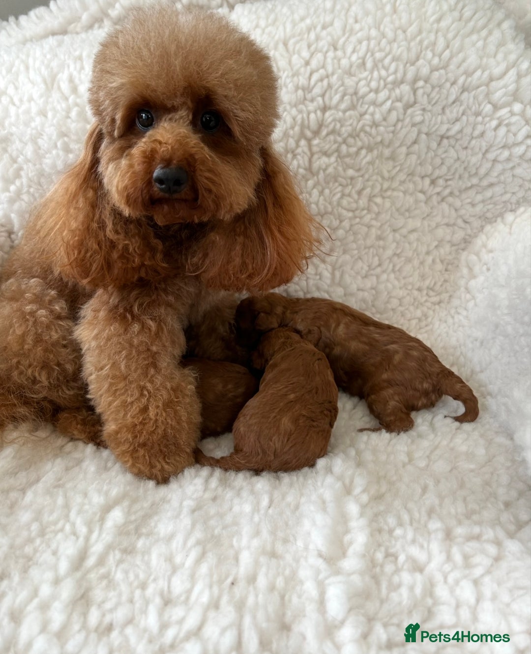 Toy Poodle dogs for sale: TINY TOY POODLE PUPPIES 5🌟LICENSED BREEDER  - Image 9