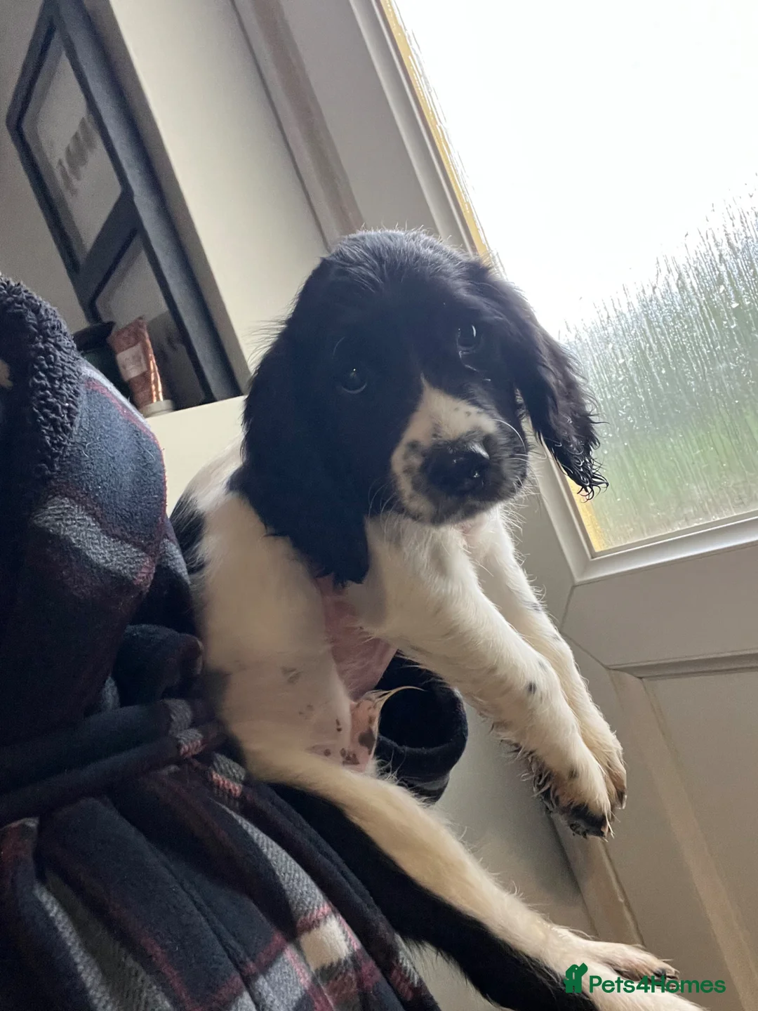 English Springer Spaniel dogs for sale: Springer spaniel  in Cambridge - Advert 2