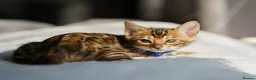 Bengal cats for sale: ONLY 4 LEFT - HEALTH/DNA TESTED BENGALS - Advert 29
