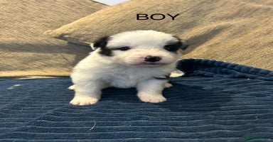 Border Collie dogs - Advert 10