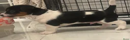 Patterjack dogs for sale: Beautiful little Jack puppies in Chatham - Advert 6