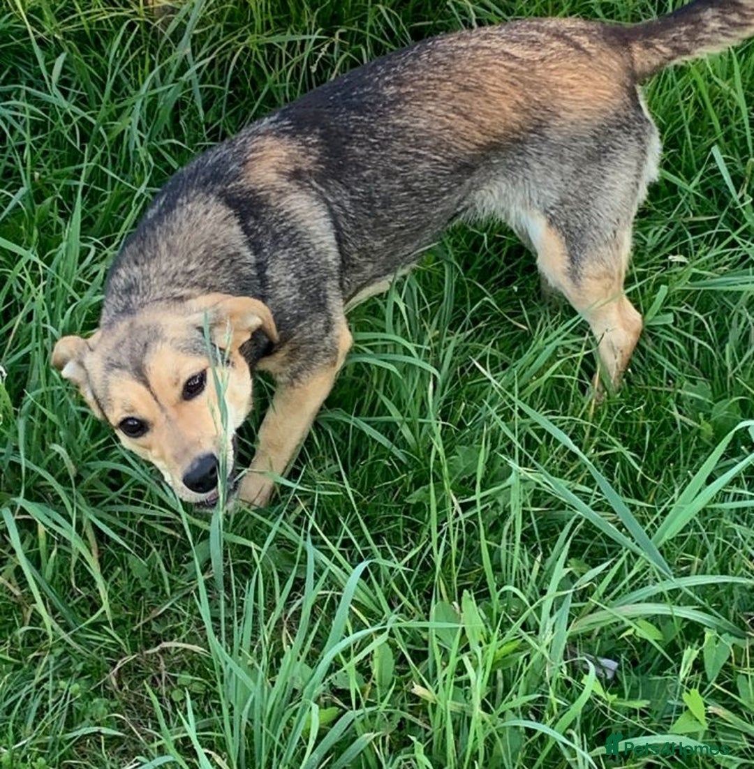 Mixed Breed dogs for adoption: 💖🐶 LOLLY 🐶💖 - Image 9