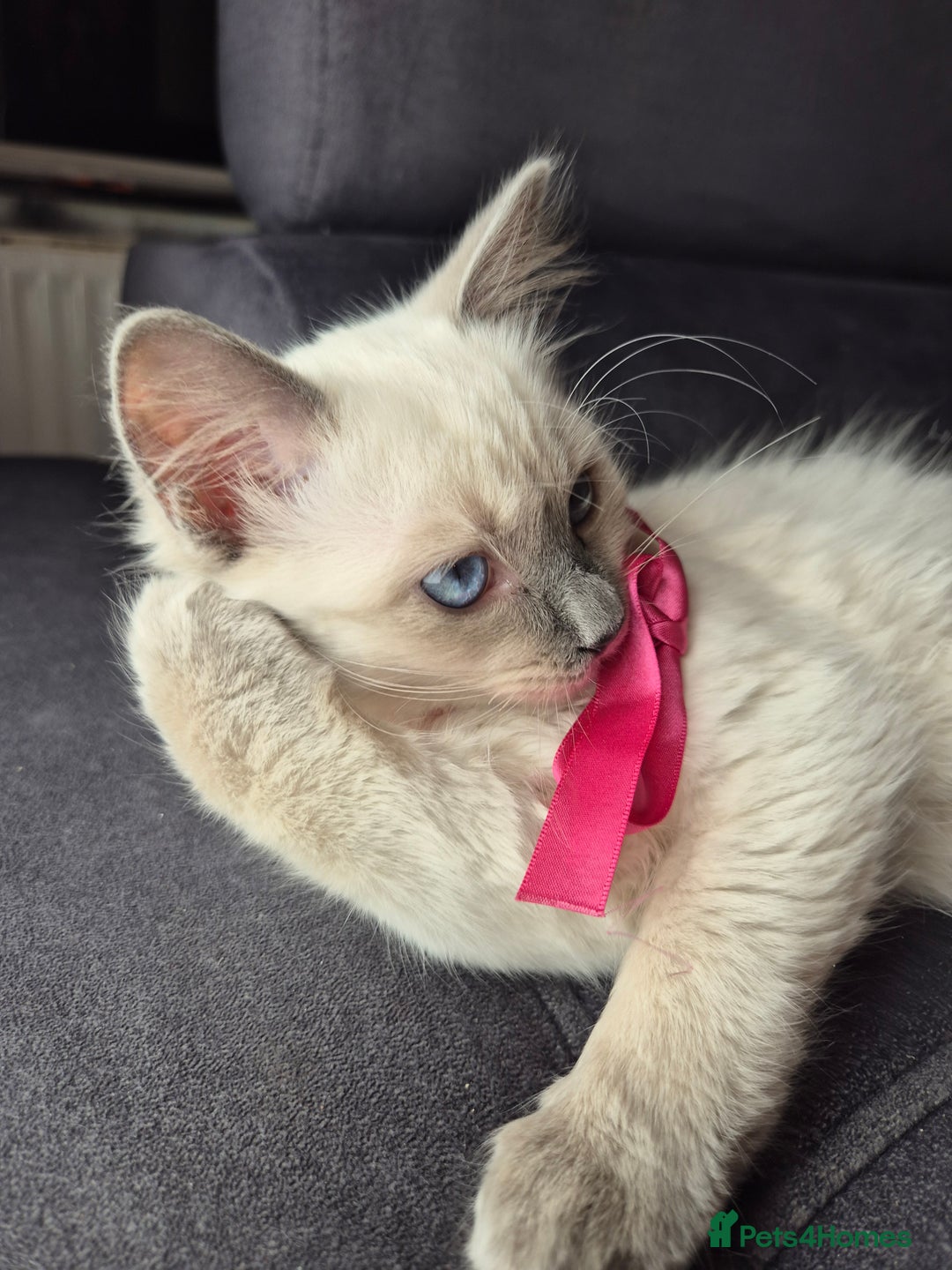 Ragdoll cats for sale: Purebred Ragdoll Kittens 13 Weeks 1 Male 3 Females - Advert 18