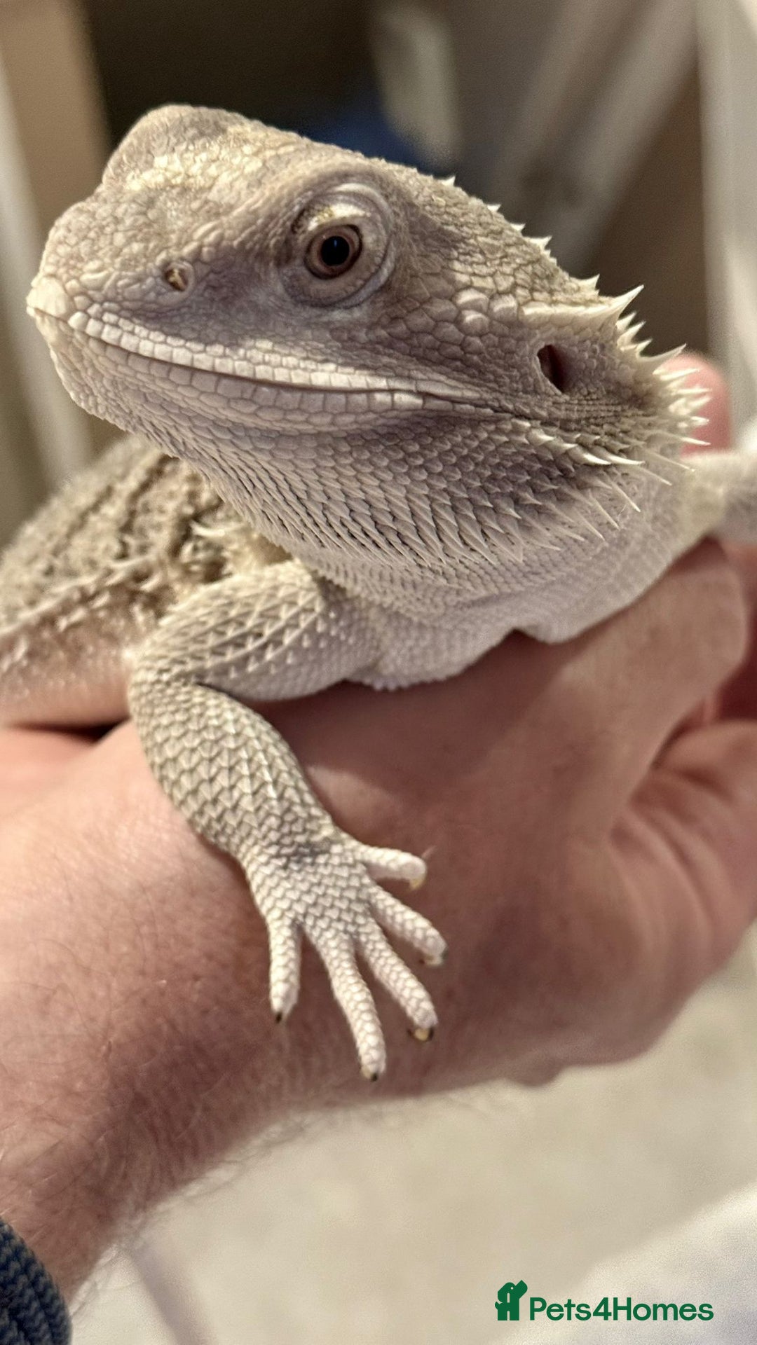Bearded Dragon reptiles for sale: Zero Bearded Dragon plus full setup - Image 2