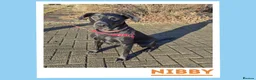 Mixed Breed dogs for adoption: Nibby has energy with a soft, goofy side - Advert 4