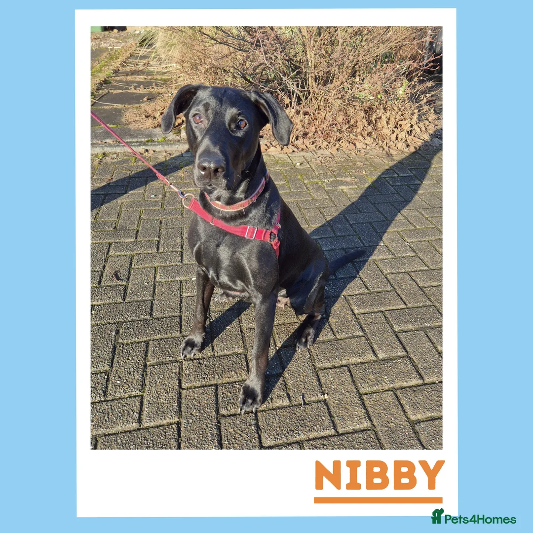 Mixed Breed dogs for adoption: Nibby has energy with a soft, goofy side - Advert 4