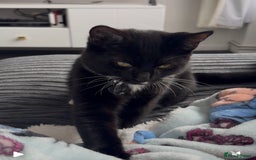 British Shorthair cats for sale: Kitten for rehome  - Image 1