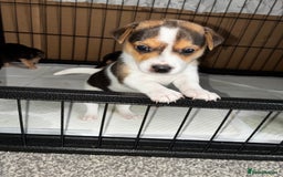 Jack Russell dogs for sale: Jack Russell’s looking for forever homes - Image 3