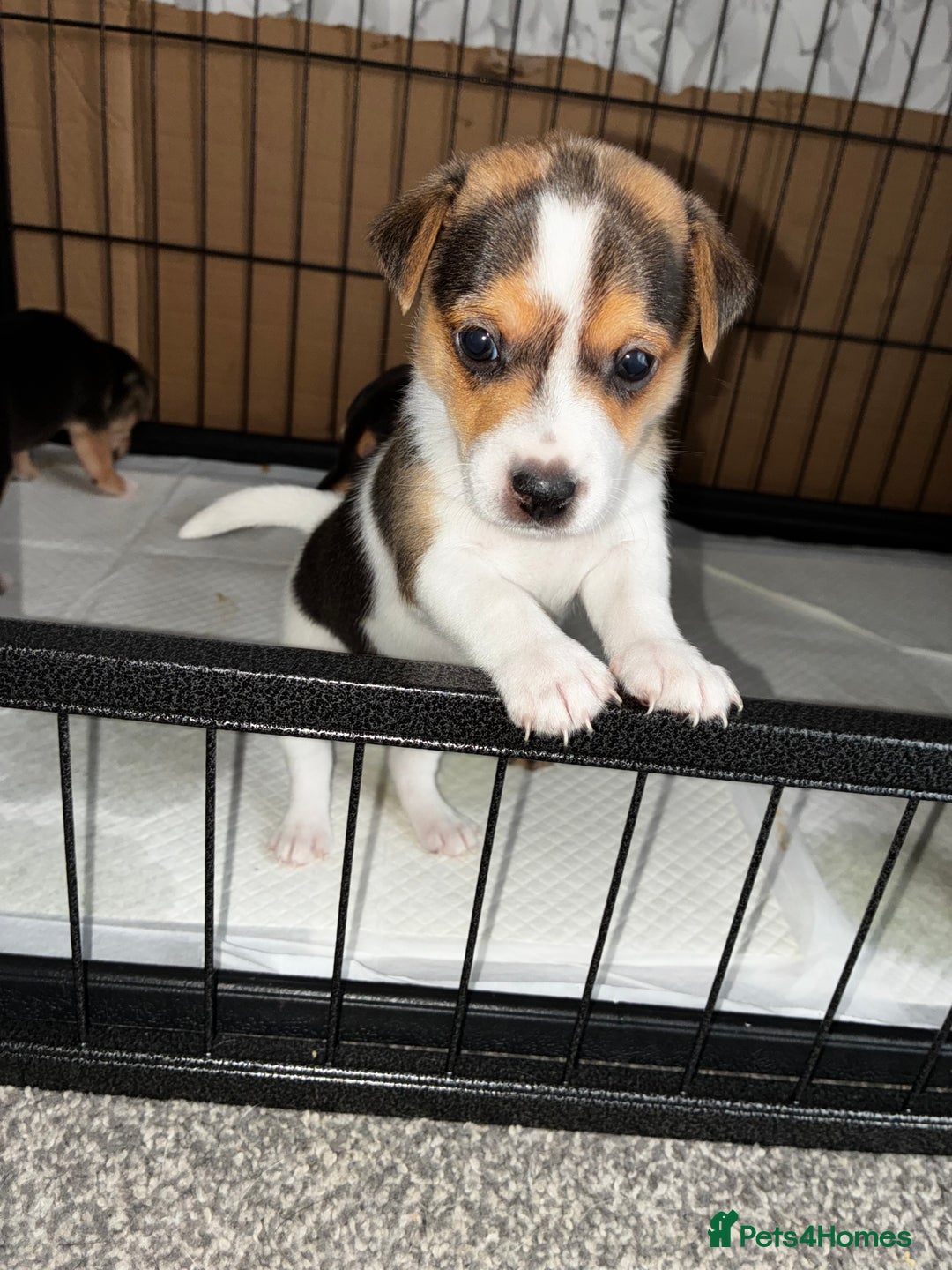 Jack Russell dogs for sale: Jack Russell’s looking for forever homes - Image 3