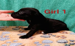 Staffordshire Bull Terrier dogs for sale: KC Registered Champions Bloodline Show Quality  - Image 16
