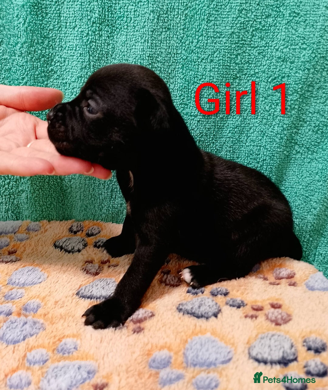 Staffordshire Bull Terrier dogs for sale: KC Registered Champions Bloodline Show Quality  - Image 16