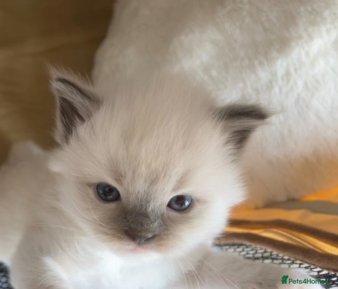 Ragdoll cats for sale: TICA RAGDOLL KITTENS GR EUR CHAMPION BLOODLINE🏆🏆 - Image 5