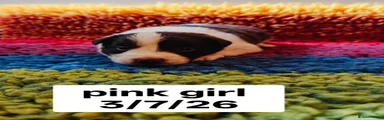 Pink collar girl