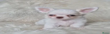 Chihuahua 4