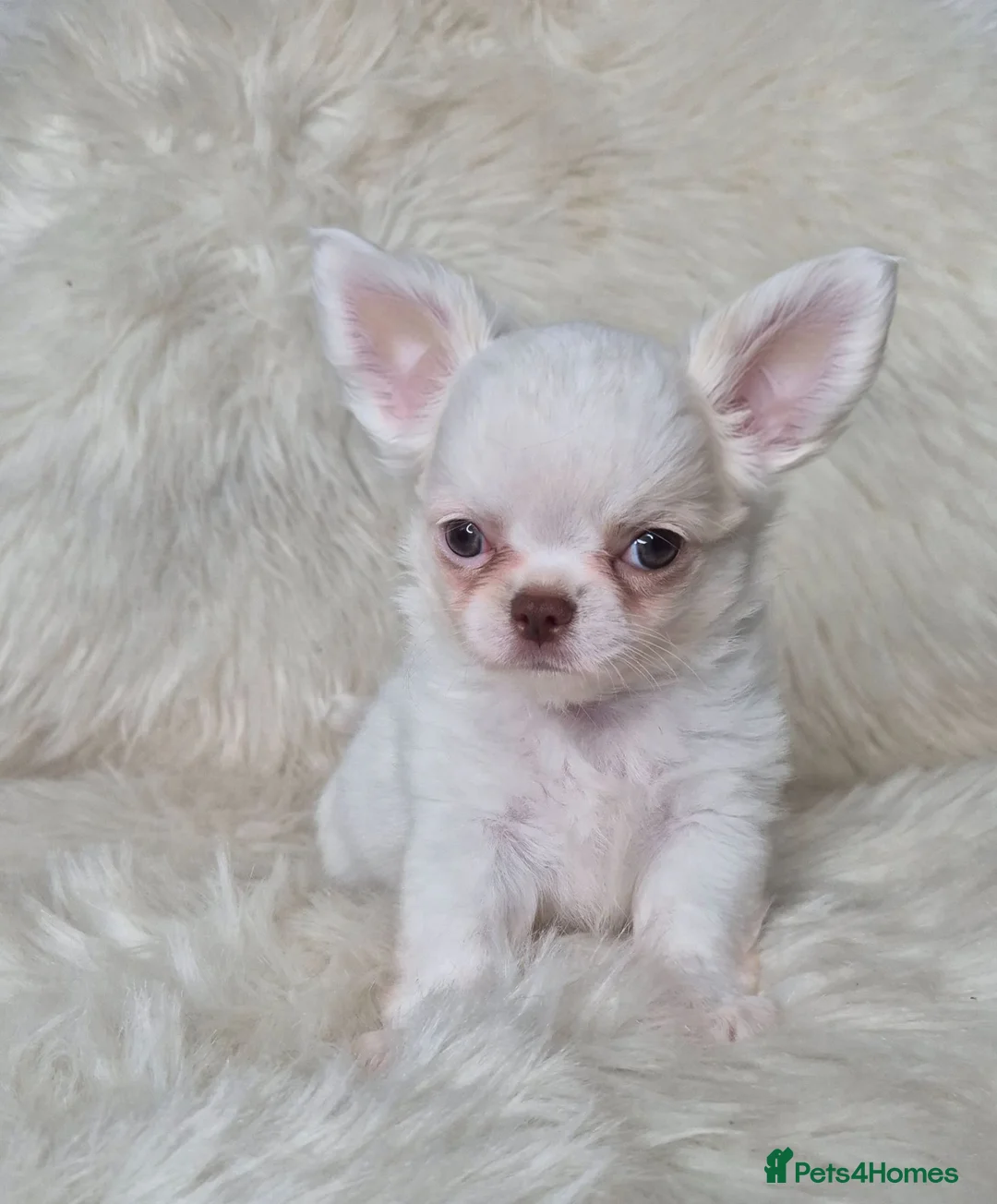 Chihuahua dogs for sale: ⚜️Chihuahua girl - Advert 9