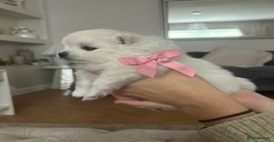 Pomeranian dogs - Advert 3