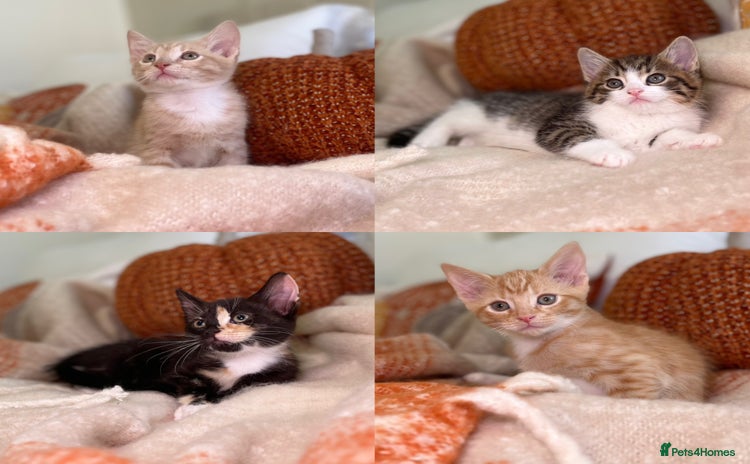 Mixed Breed cats - Advert 12