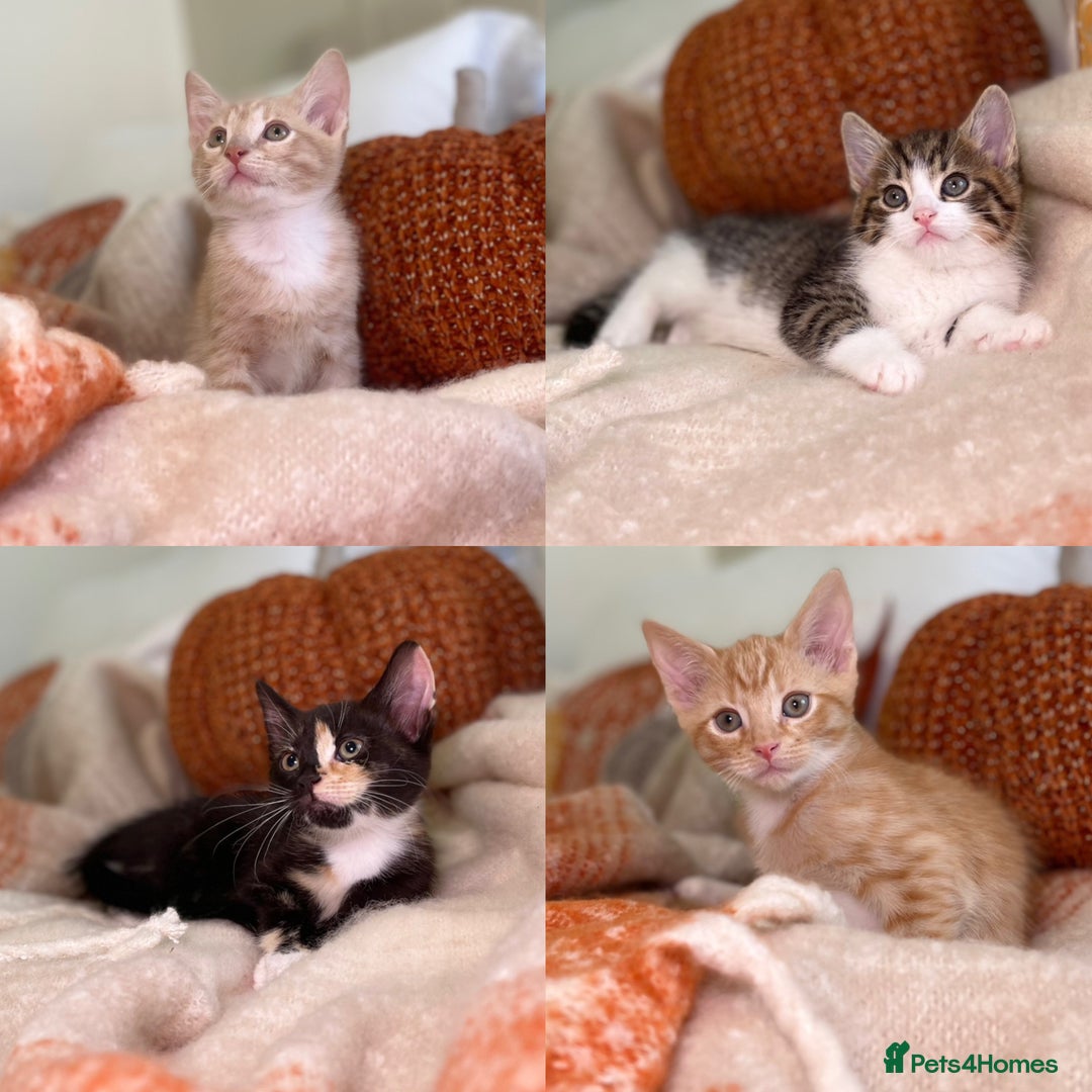 Mixed Breed cats for sale: Stunning kittens 8 weeks old ready now  - Image 1
