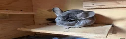 Guinea Pig rodents for sale: WE RESCUE GUINEA PIGS, RABBITS, CHINCHILLAS ECT - Advert 5