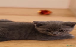 British Shorthair cats for sale: Teddy-Soft Blue British Shorthair Kitten - Image 6