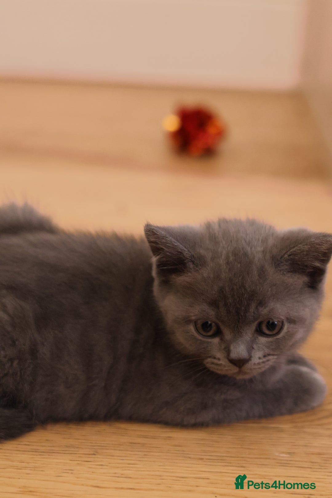 British Shorthair cats for sale: Teddy-Soft Blue British Shorthair Kitten - Image 6