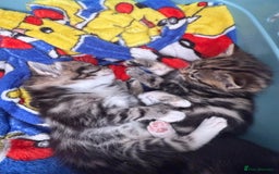 Mixed Breed cats for sale: 3 beautiful tabbys - Image 1