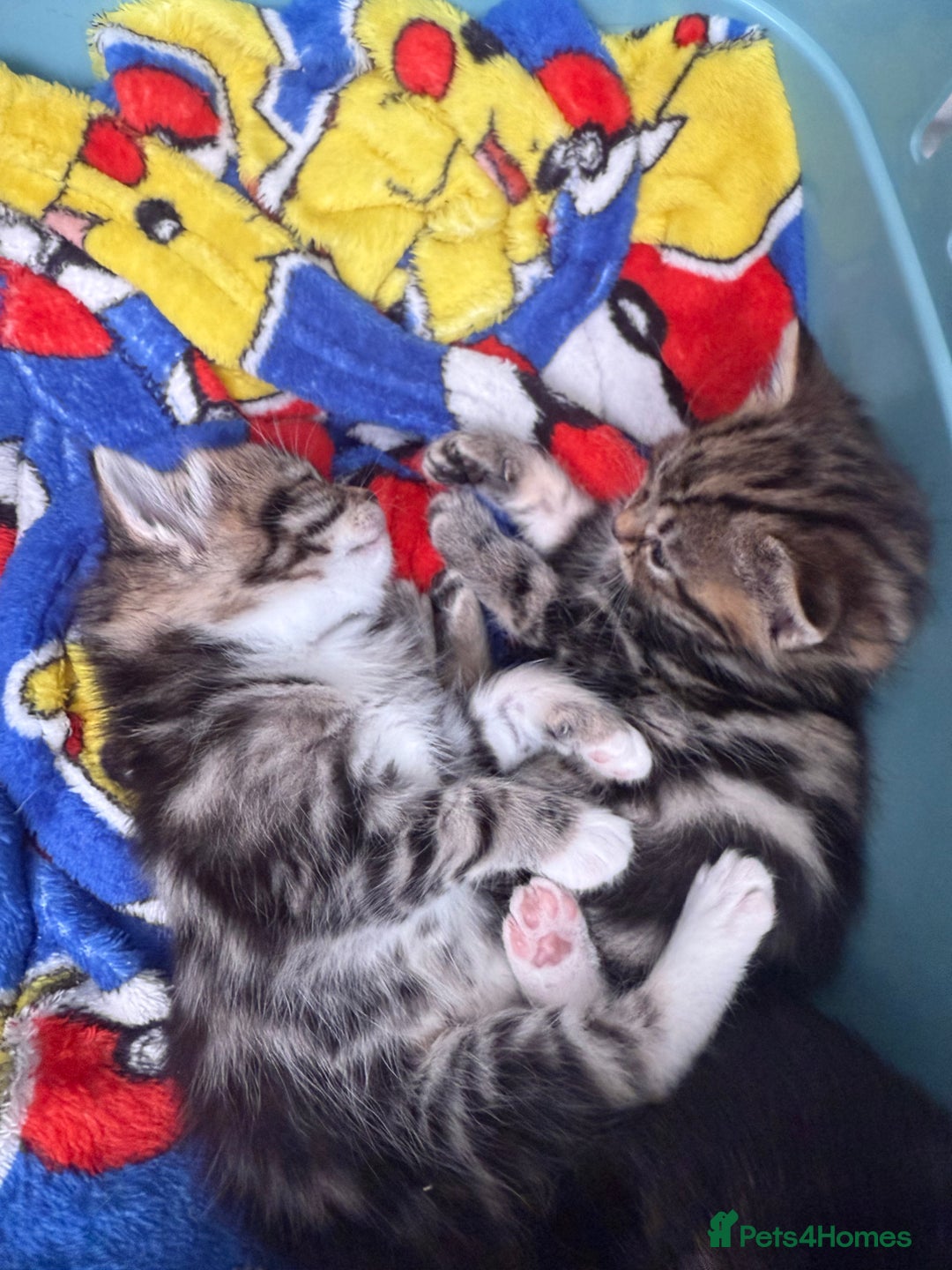 Mixed Breed cats for sale: 3 beautiful tabbys - Image 1