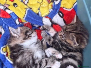 Mixed Breed cats - Advert 25