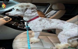 Cockapoo dogs for sale: Stunning F1 Cocapoos - Image 17