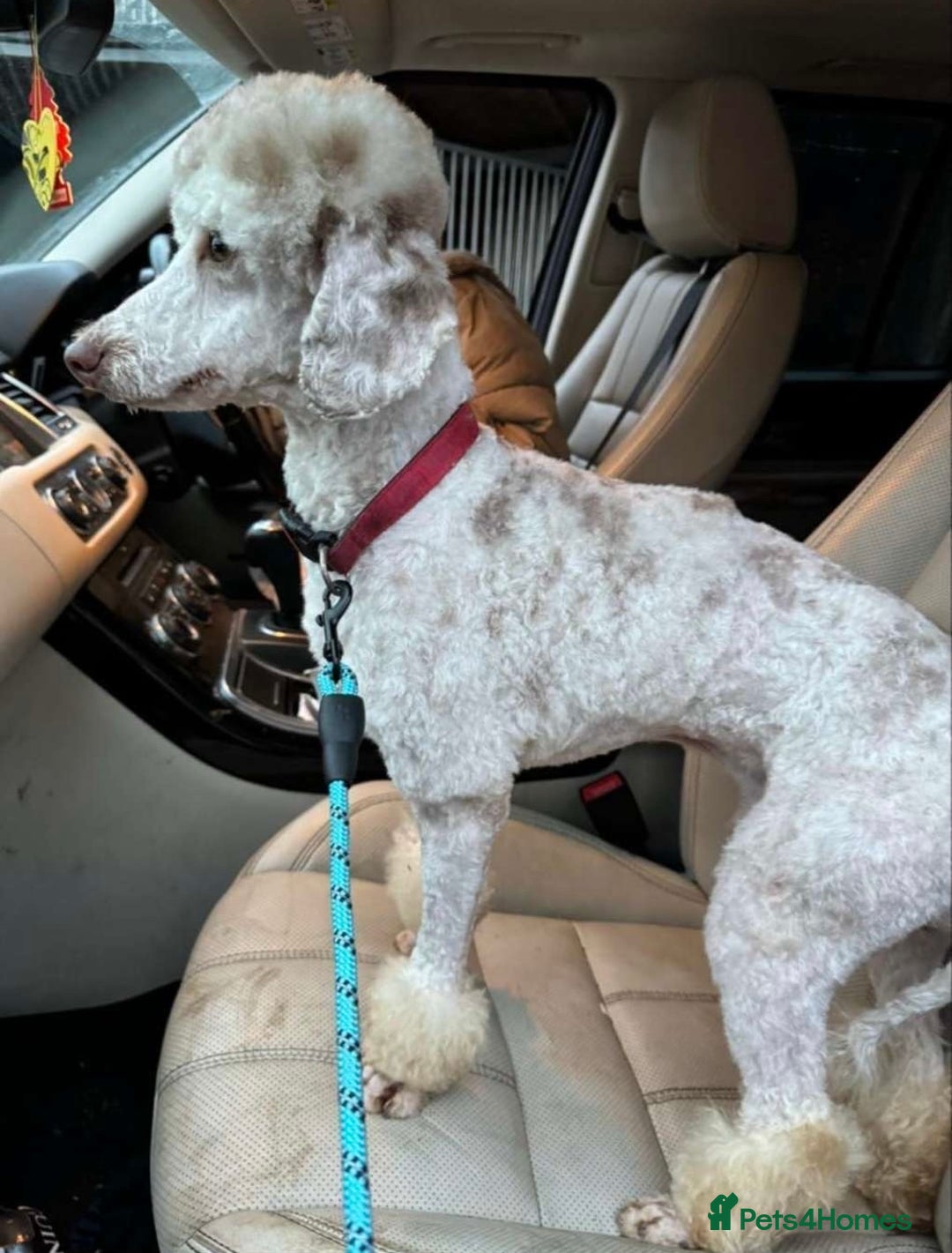 Cockapoo dogs for sale: Stunning F1 Cocapoos - Image 17