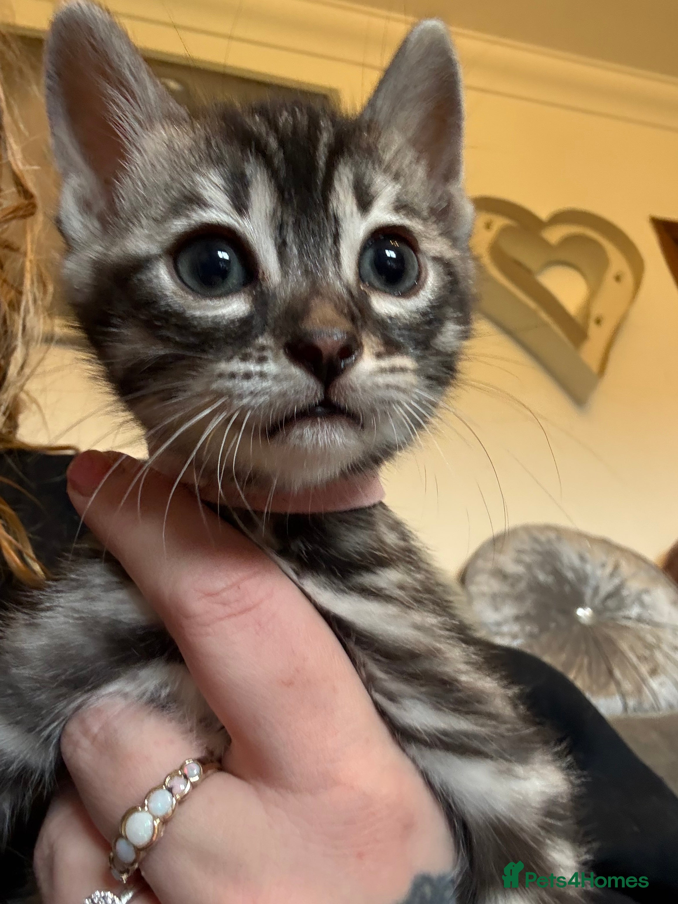 Bengal cats Bengal female kitten parents can be seen  - Advert 7