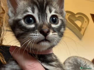Bengal cats Bengal female kitten parents can be seen - Advert 7