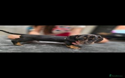 Dachshund dogs for sale: Beautiful puppies - Image 13