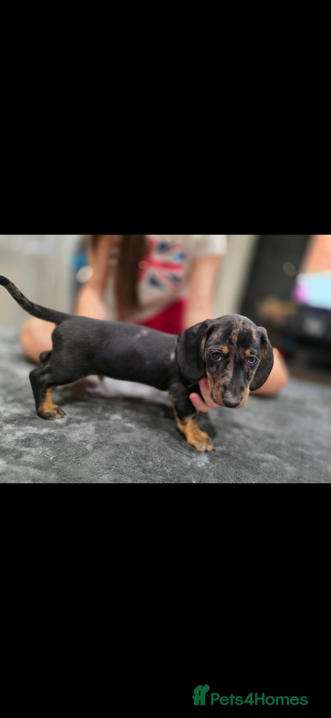 Dachshund dogs for sale: Beautiful puppies - Image 13