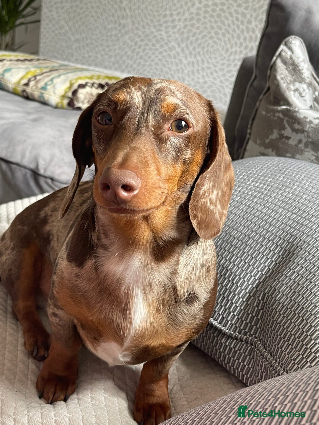 Miniature Dachshund dogs for sale: Miniature Dachshund  - Advert 2