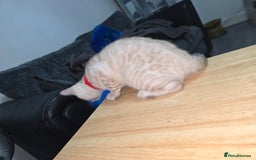 Bengal cats for sale: BLUE EYE SNOW BENGAL LYNC TICA ACTIVE - Image 21