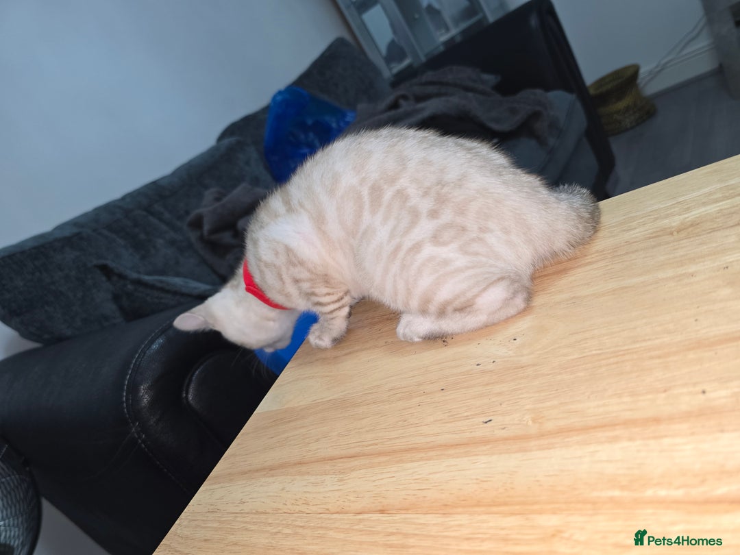 Bengal cats for sale: BLUE EYE SNOW BENGAL LYNC TICA ACTIVE - Image 21