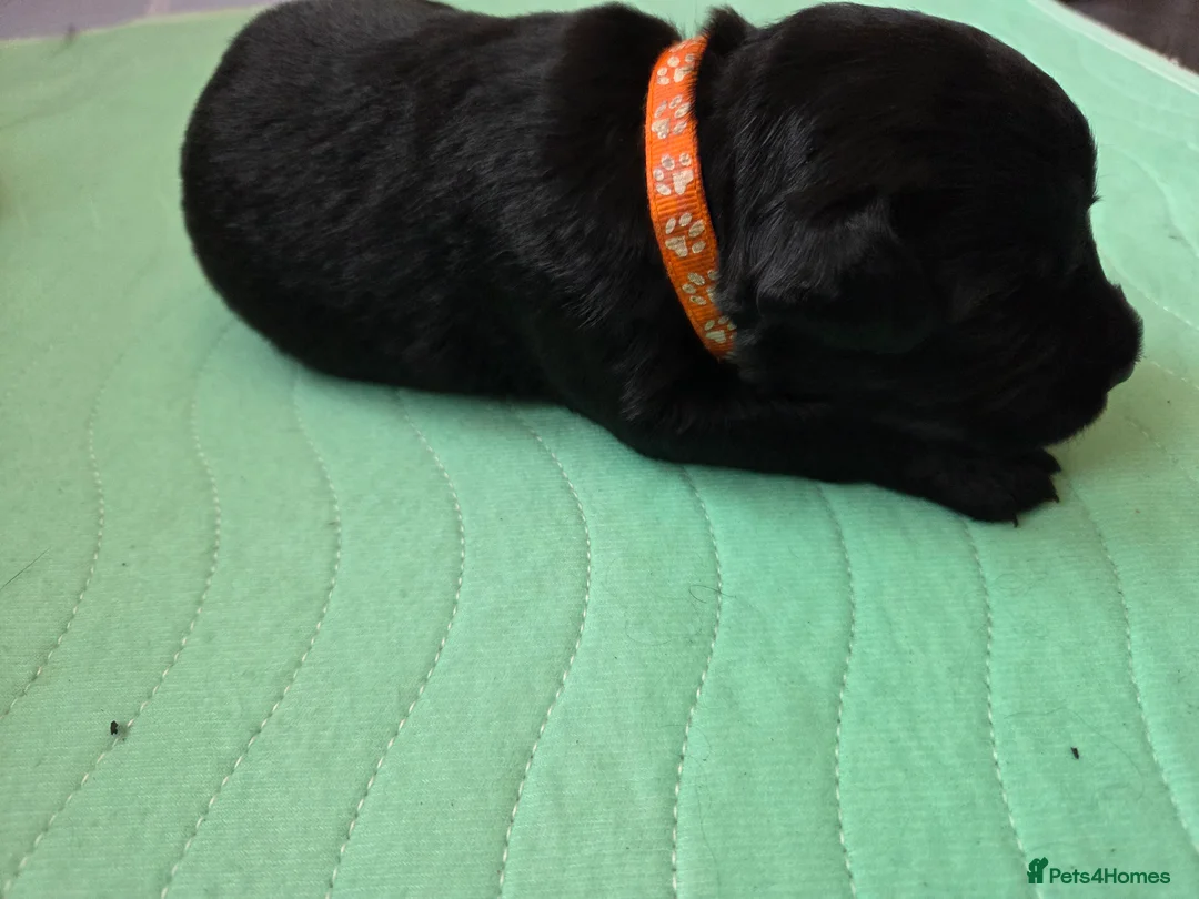 Labradoodle dogs for sale: Labrodoodle Puppies - Advert 4