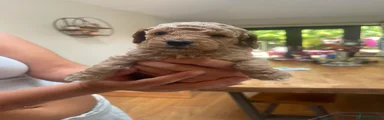 Poochon 2