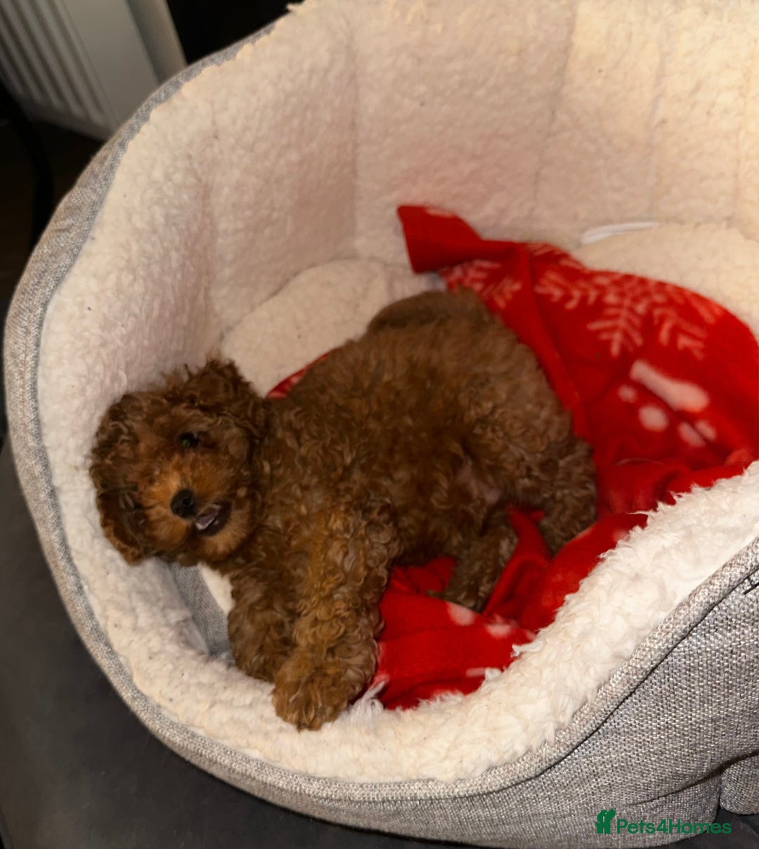 Toy Poodle dogs for sale: ❤️ Tiny Fluffy Red Toy Poodle ❤️ - Advert 8