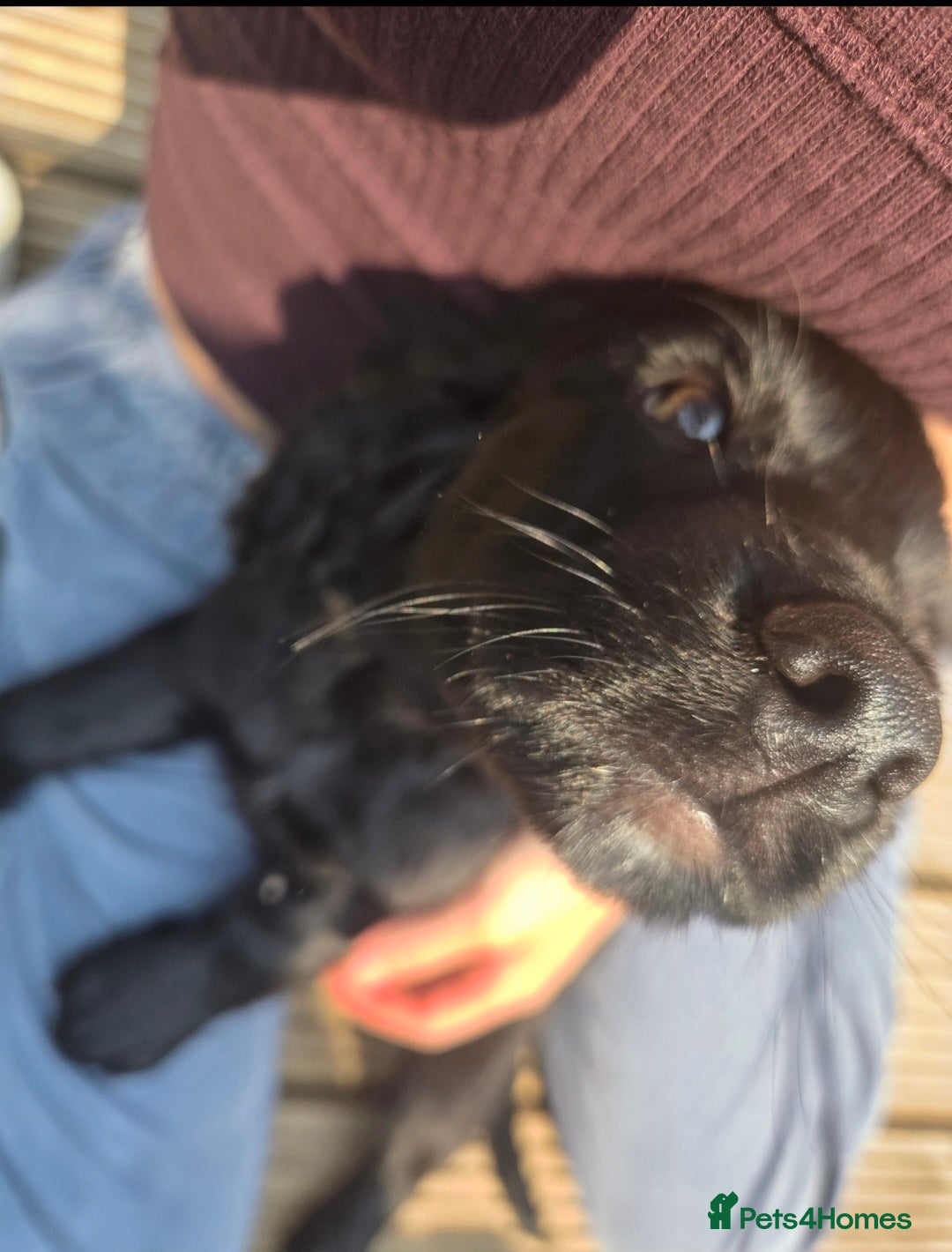 Cocker Spaniel dogs for sale: Working cocker spaniel pup - Image 7