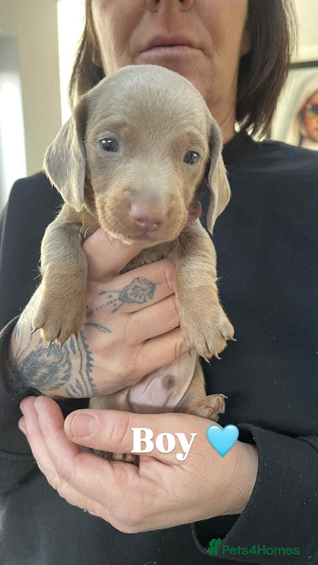 Miniature Dachshund dogs for sale: ❤️Minature Dachshunds for Sale ❤️ - Advert 5