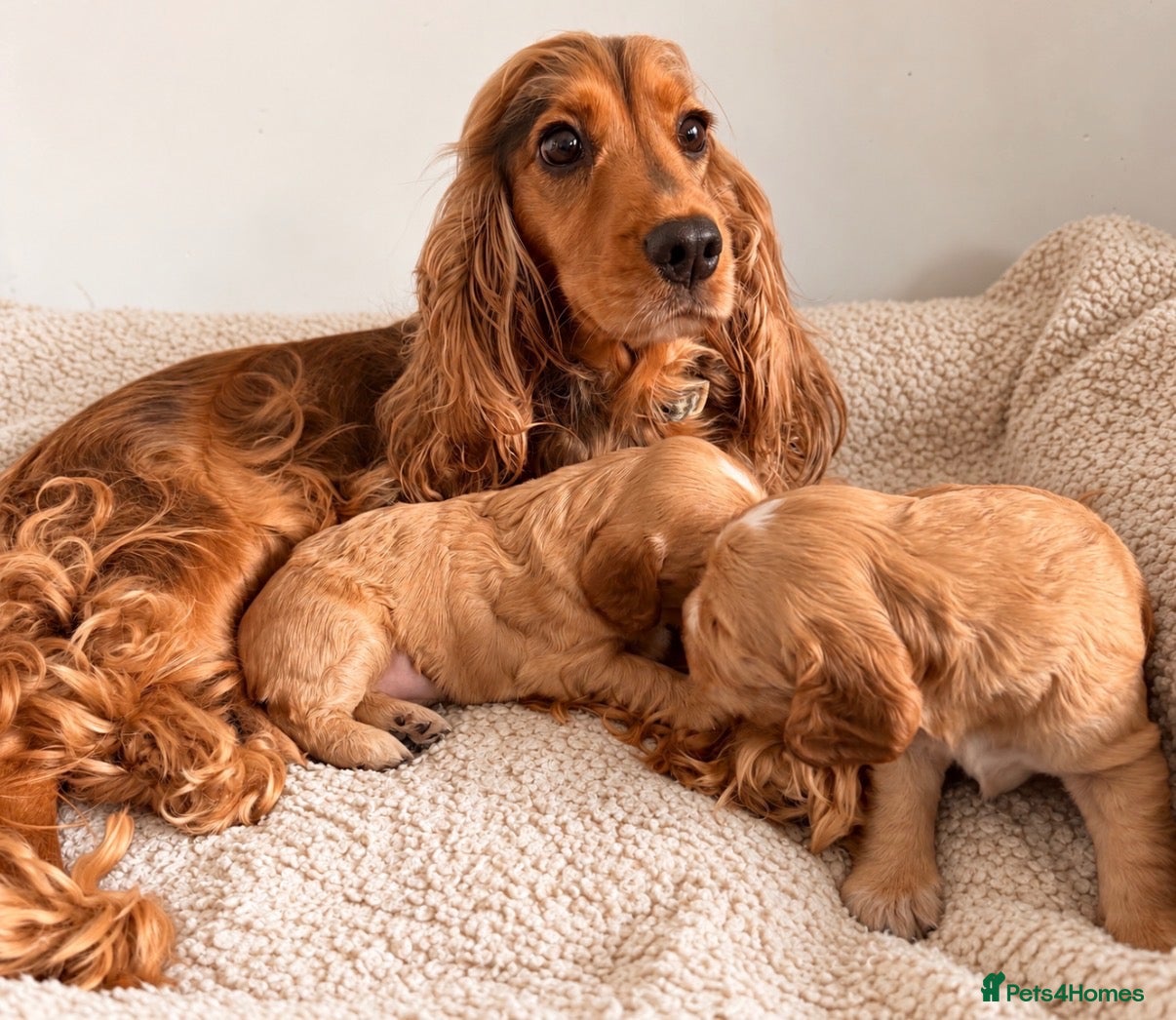 Cocker Spaniel dogs KC Reg Gold Show Cocker Spaniel Puppies 🐶  - Advert 11